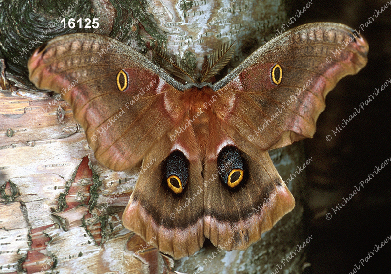 Polyphemus Moth (Antheraea polyphemus)